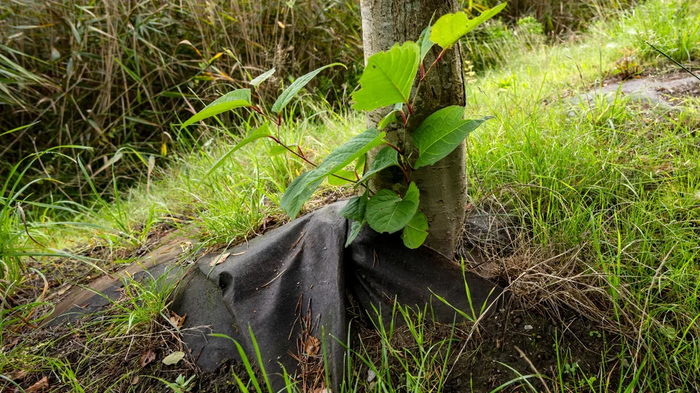 "Att bekämpa parksliden är ett svårt och långvarigt arbete som bara blir svårare ju längre man väntar" skriver signaturen Parkslidens förgörare som nu vill att kommunen agerar mot den invasiva växtens utbredning.