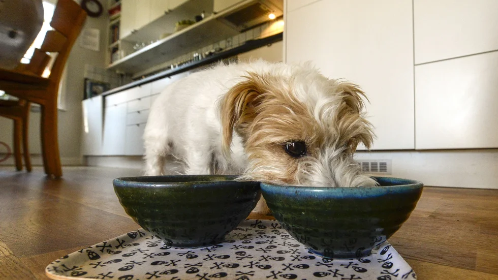 Hundmaten som nu återkallas kan framkalla allvarliga symtom. Arkivbild.
