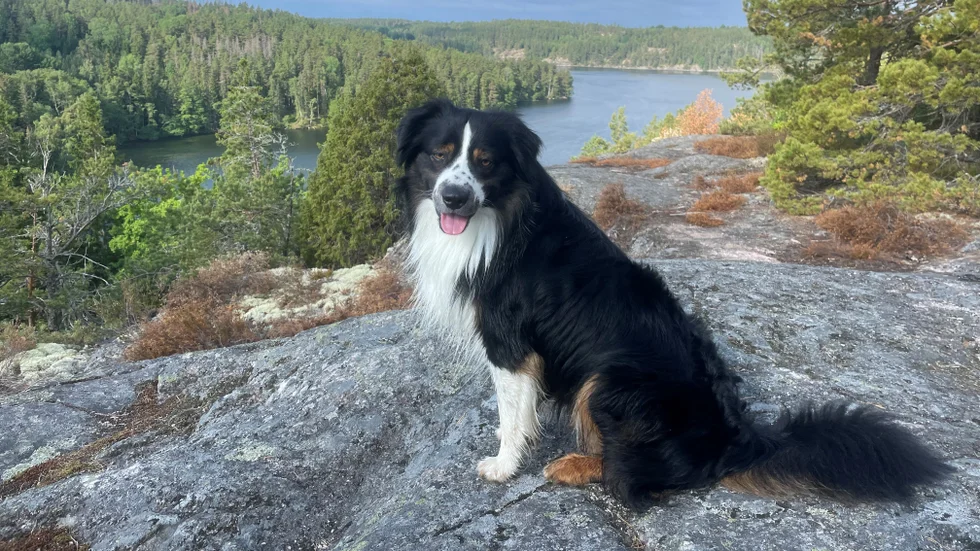 "Det är så otroligt många, hjälpsamma och vänliga människor, helt okända som har hört av sig och velat hjälpa till", säger matte Annelie Demred om sökandet efter den tvååriga miniature american shepardhunden Billy. 