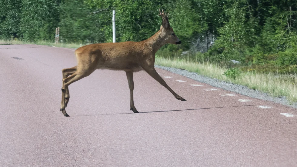 "Många djur är ganska nära vägen, rådjur till exempel får ofta en smäll och åker i diket men lever och kravlar sig upp", säger kommunjägare Bengt Olén. 