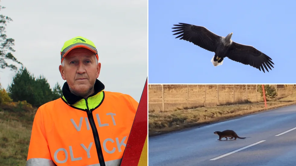 Roger Lundberg ser ökade populationer som en förklaring till att det har blivit fler viltolyckor med havsörn och utter.
