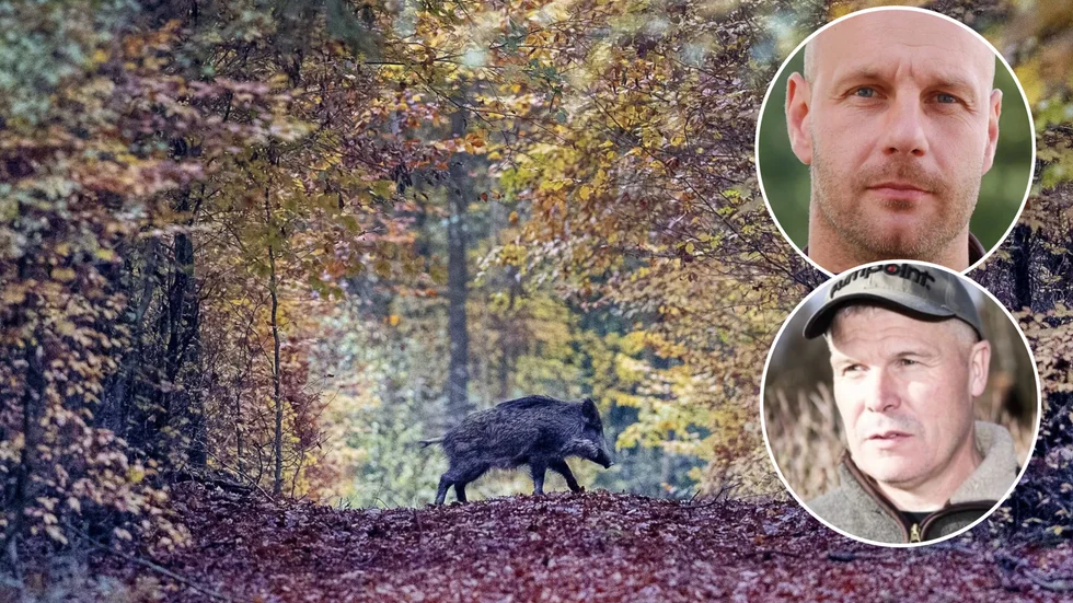 Magnus Rydholm, Svenska Jägarförbundet, och Leif Fredriksson, jägare i Katrineholm, konstaterar att det gäller att vara vaksam och "på tå", när nu afrikansk svinpest konstaterats i grannlänet. 