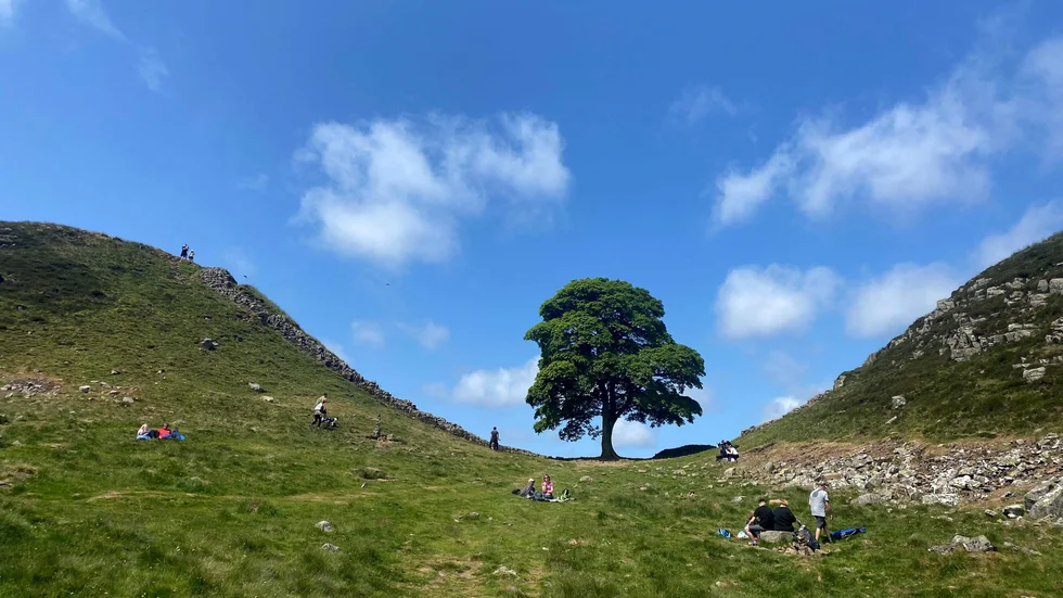 Det berömda trädet Sycamore Gap stod i norra England. I torsdags hittades det plötsligt fällt.