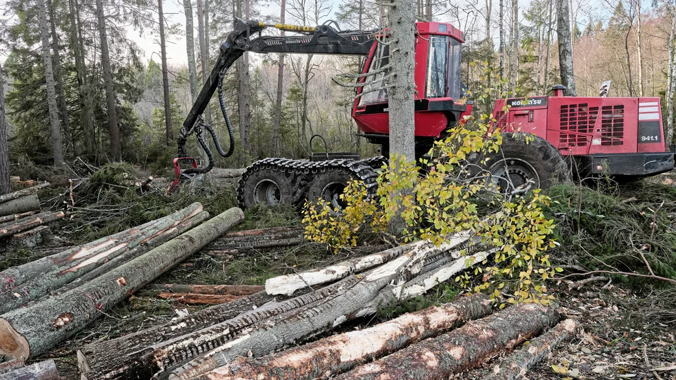 Det måste gå att avverka skog och plantera ny, även om vi råkar ha förfäder långt tillbaka i tiden.