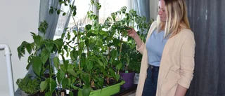 Anna-Paulina om sin odling • "Jag blir nördigare för varje år"