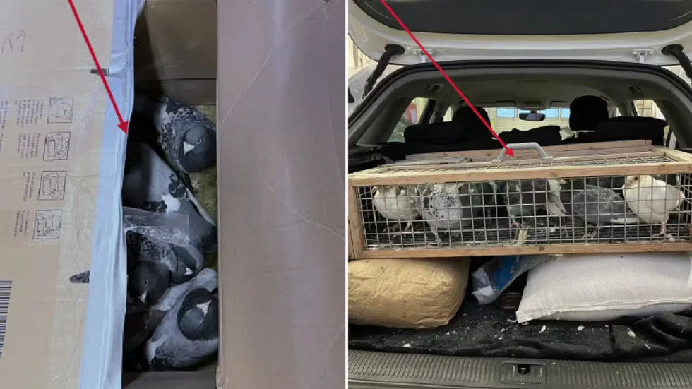 28 duvor för vilka föraren saknade dokumentation, påträffades i bilen. Bilder från Tullverkets förundersökning.