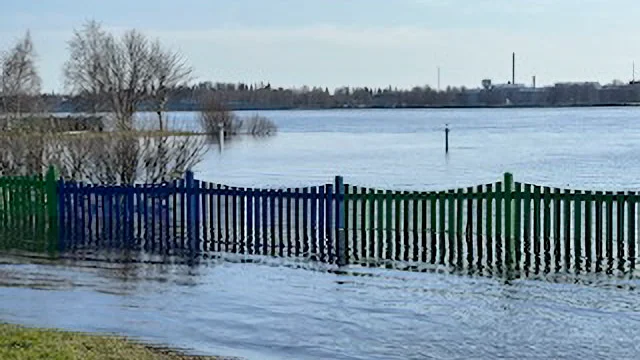 Vårfloden i Torne älv beskrivs som den värsta på decennier. I Haparanda har man beredskap för att valla in byggnader vid behov.