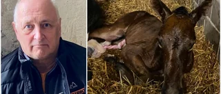 Travhäst dog – nu behöver fölet en ny mamma: "Läget är akut"