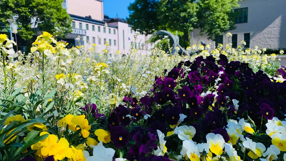 Insändarskribenten gläds åt stans fina planteringar.