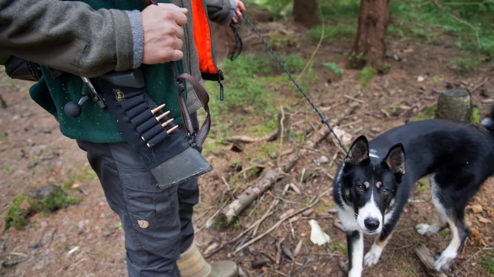 "Med hund i lina kan man gå mot vinden och på så vis överraska det skadade djuret", menar skribenten, som anser att all jakt med lös hund är djuplågeri.