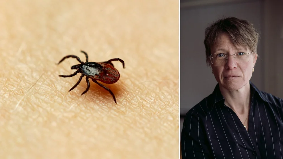 Biträdande smittskyddsläkare på Region Uppsala, Anna Gillman, menar att det är flera faktorer som gör att förhållandevis många smittas av TBE i Uppsalaområdet.