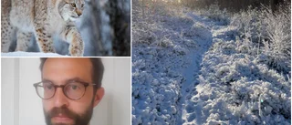 Här visar sig lodjuren norr om Enköping