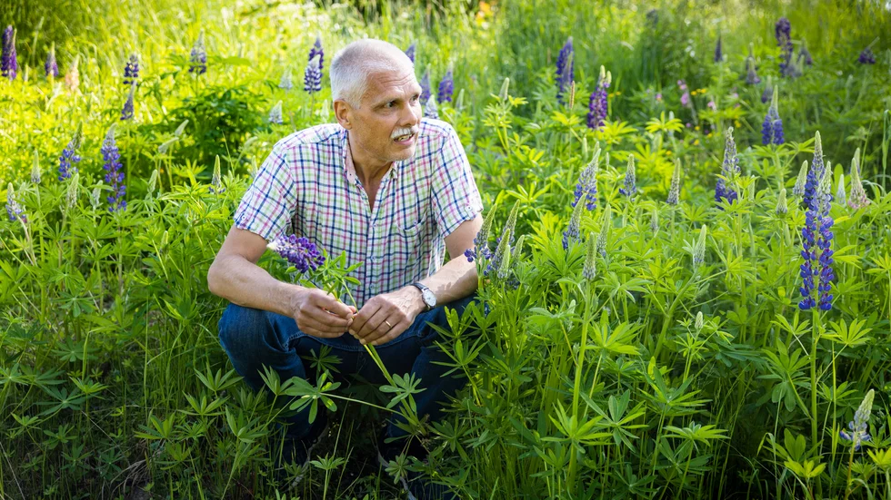 En kommunekolog och hans fiende. Blomsterlupinen betraktar Örjan Spansk som det största problemet bland invasiva arter i norra Sverige. ”Jag kan inte minnas att jag såg lupinen när jag flyttade till Norrbotten för 20 år sedan. I dag har lupinen fått en snabb spridning i diken och ängsmiljöer. ”