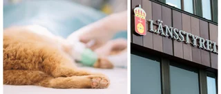 Misskött katt i Enköping fick avlivas – ägare misstänks för brott