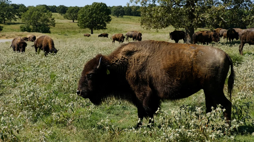 Bisonoxen är Nordamerikas största däggdjur och kan väga upp emot 900 kilogram.