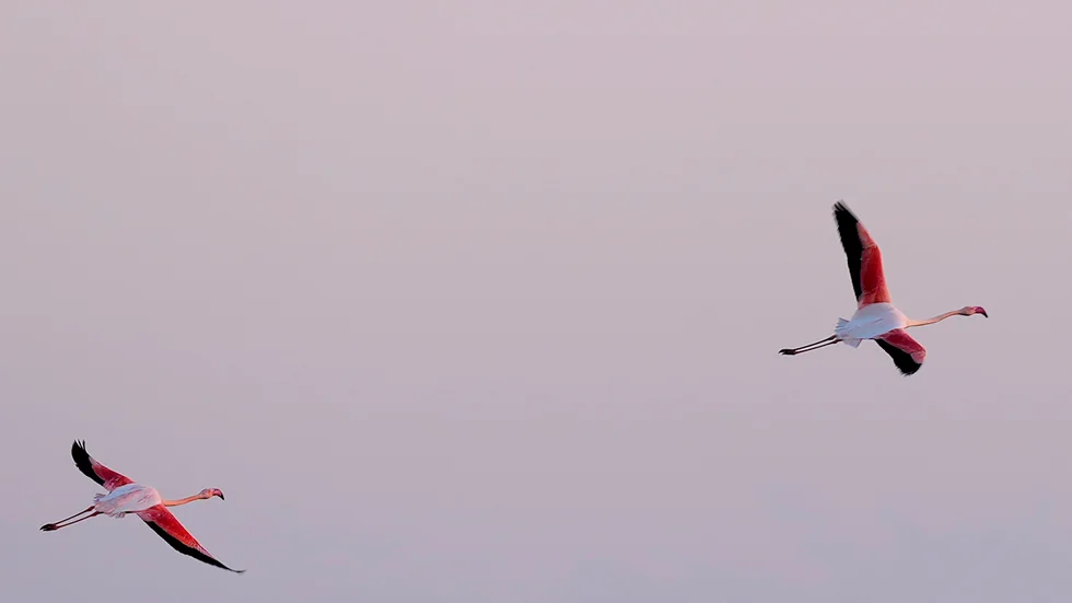 Tidigare år har tusentals flamingos samlats vid saltvattenlagunen Fuente de Piedra i Andalusien. På grund av årets torka har de valt att lägga sina ägg på annan plats. Arkivbild.
