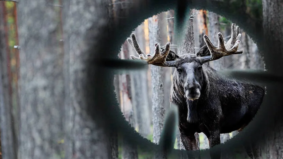 Jägareförbundet Burträsk vill öka kunskapen om älgstammen.