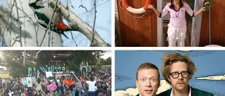 Guldgruvan på SVT – här finns mycket att se i sommar