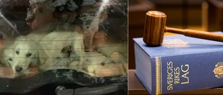 Hjärnan bakom valpfabriken har fått sin dom