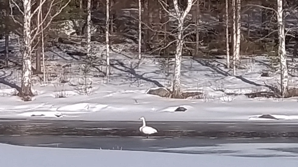 Välkommet vårtecken. Jörgen Ahlbäck, Överkalix, var ute på en 33 mil lång skotertur den 31 mars. Vid Vistträsk mellan Arvidsjaur och Älvsbyn mötte synen av årets första svan som satt och solade sig.