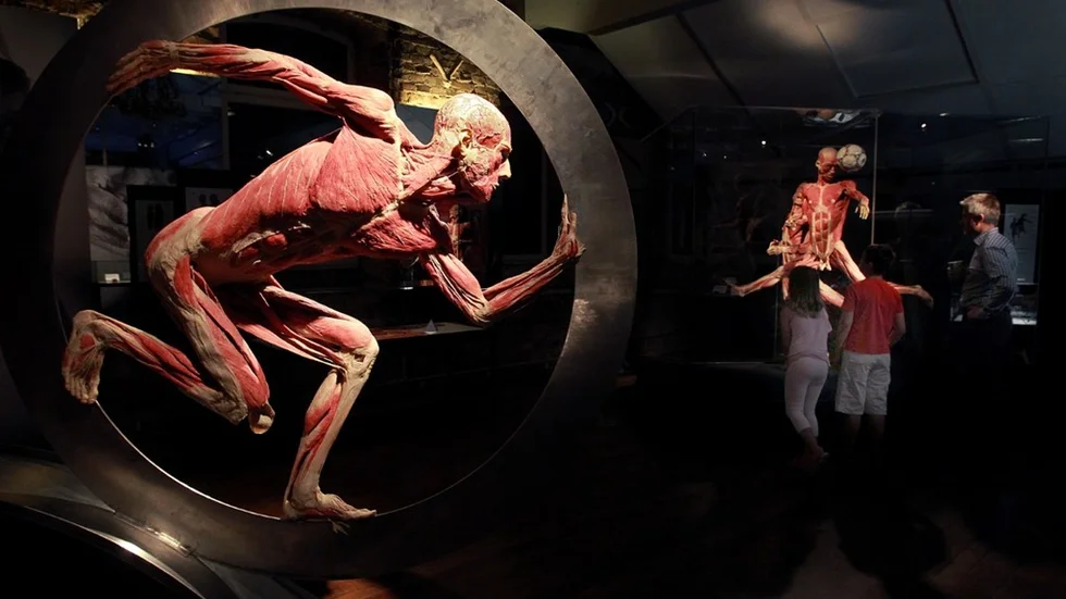Body Worlds,inplastade lik i SÃ¶dertÃ¤lje