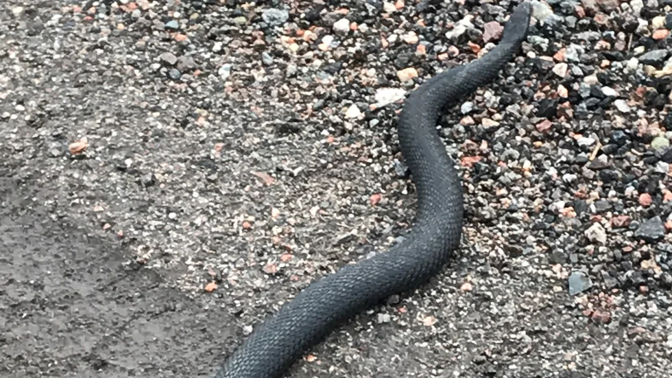En svart huggorm blev ett tidigt vårtecken i Buskhyttan.
