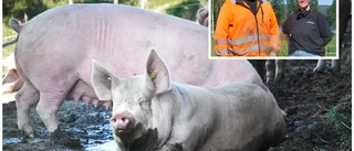 Farmen i Bredåker satsar på utegrisar: "Vi prövar oss fram"
