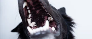 Gick på promenad: blev attackerad av hund