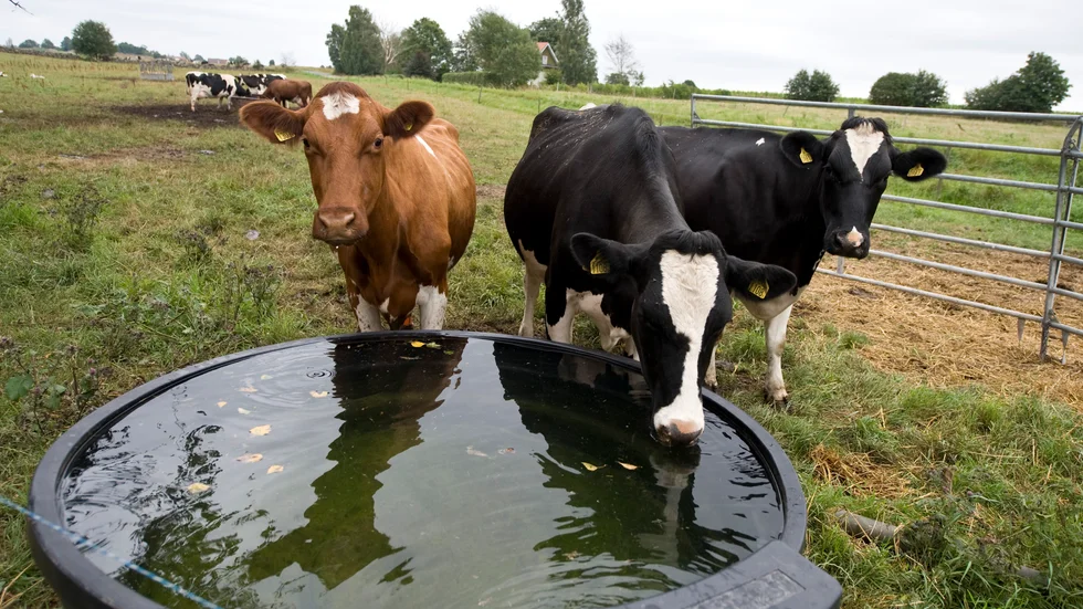 De goda nyheterna är att bönder inte alls behöver känna sig hotade. Bönder kommer alltid att behövas. Vi är alla beroende av dem när det gäller att producera växtbaserad mat,  också i framtiden.