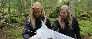 Studenterna har fångat insekter sedan i maj