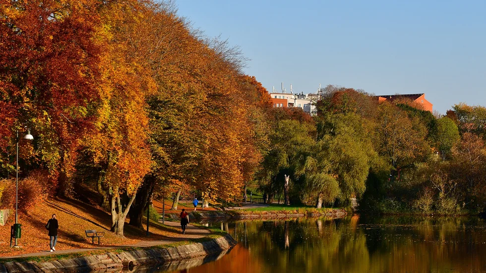 Det har varit ovanligt milt i Linköping under hösten. Rekordet är på väg att slås.