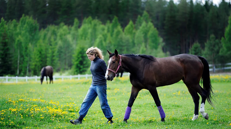 Miljö- och byggnämnden skärper kraven. Hanna Olofsson måste flytta två hagar som ligger närmast allergisk granne. Ännu har ingen överklagat beslutet, enligt Bodens kommun.