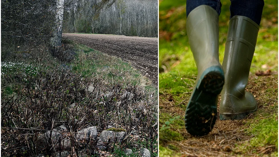 Lördag den 22 maj är det den biologiska mångfaldens dag. EU har som mål att minst 30 procent av hav och land ska skyddas. Norrbotten är bäst i Sverige, med 23,2 procent av skogen formellt skyddad, men når ändå inte målet. (Arkivbild)