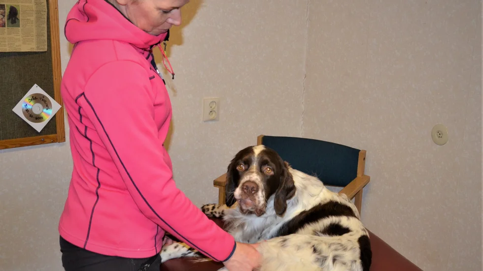 Rikskände fågelhunden Archie får massage av Sandra Blomqvist, blivande hundfysio-terapeut i Jokkmokks Brukshundsklubbs lokaler.