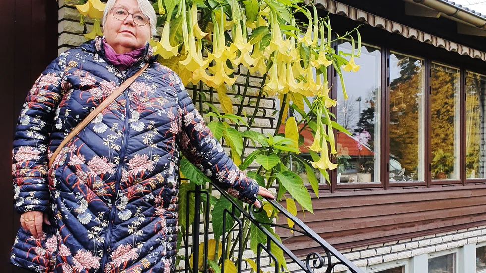 Åsa Hermanssons änglatrumpeter blommade så sent som i november.
