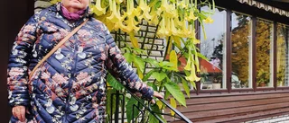 Blommande änglatrumpeter sprider väldoft i november