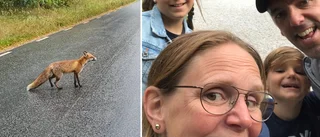 En listig fyrbent tjuv härjar i Nåntuna