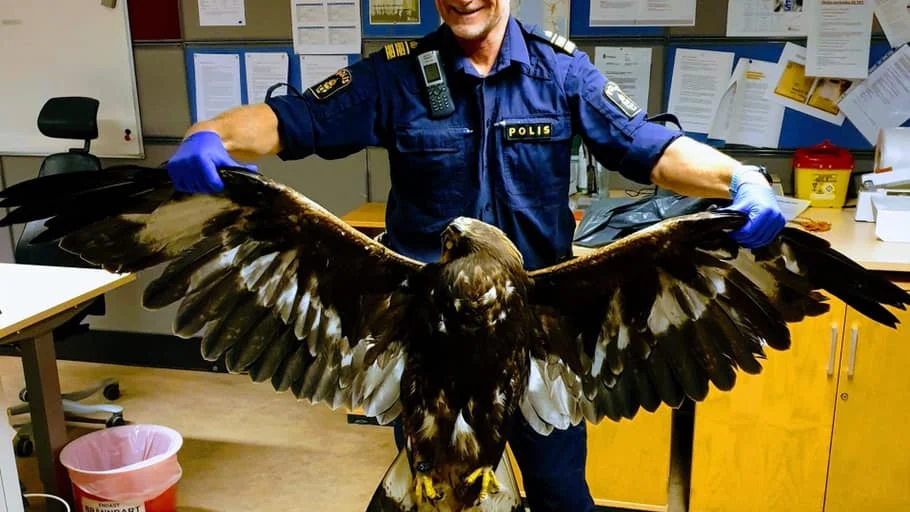 Gotlandspolisen Roger Nyd med en död kungsörn som flugit in i en elledning. 