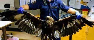 Dömd för illegal djurhandel gjorde affärer med Gotland 