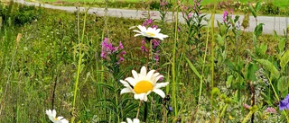 Sommaräng intill vägen          