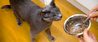 Vanskött och törstig katt mötte ambulanspersonal