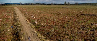 Kämpar för att behålla den gamla skogen