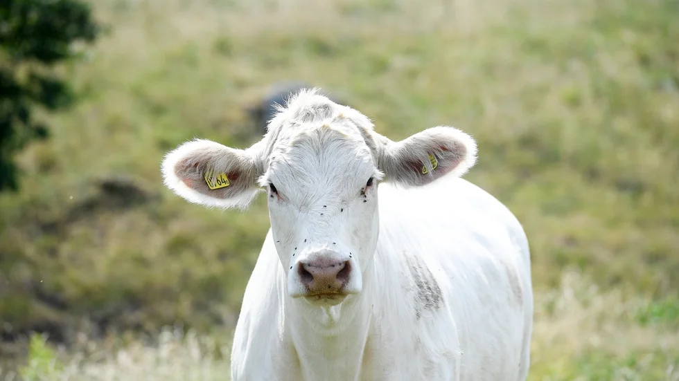 Kor – nyfikna flockdjur. Arkivbild,.
