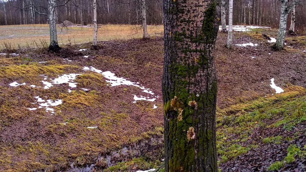 Bilden är en läsarbild och har skickats in till oss i mitten av november men vid kusten är det fortfarande varmt och snöfattigt en bit in i december.
