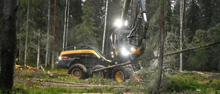 Arbetslaget som trivs i skogens tjänst