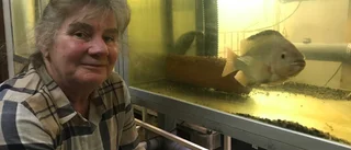 Vattenbruk satsar på kretsloppsodling av fisk och växter: "Bygger upp biogasanläggning"