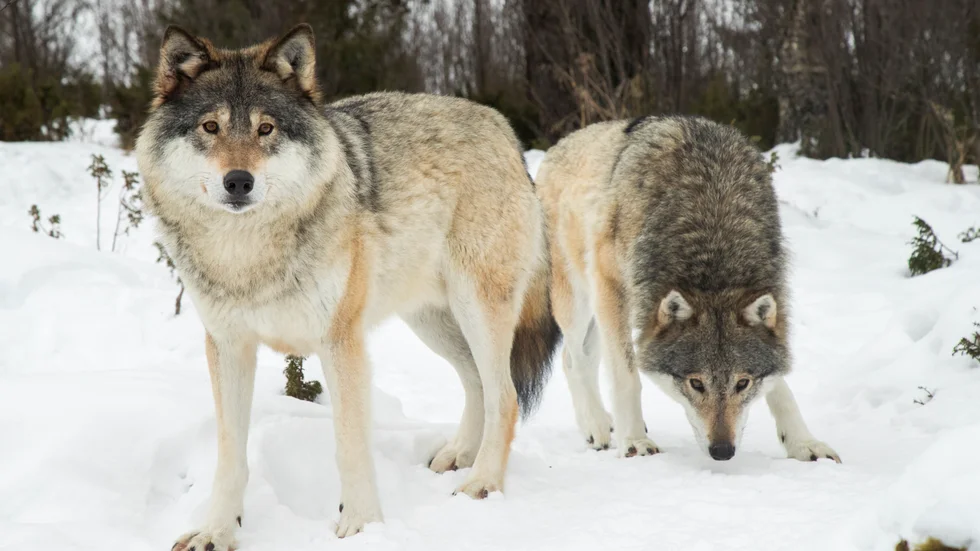 Två vargar sköts under skyddsjakt i Hälsingland. Vargarna på arkivbilden har ingenting med den aktuella skjutningen att göra.