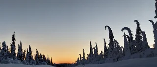 Snötyngda träd längs E10       