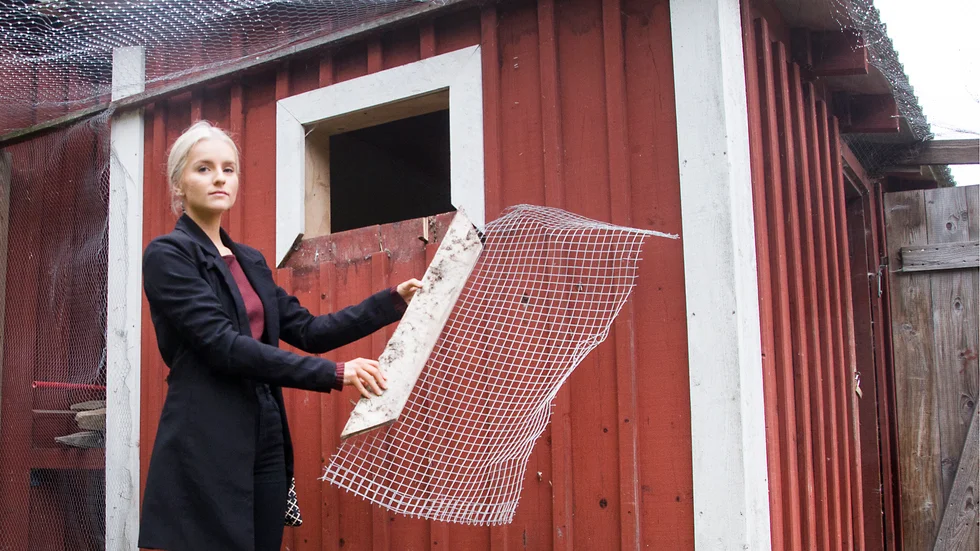 "Någon har slitit bort fönstret och krupit in i hönshuset", säger Elin Sotkasiira som tar hand om djuren på Djulö 4H på sin fritid.