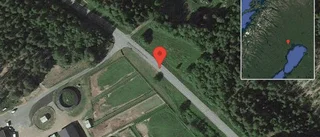 Får på vägen på väg 616